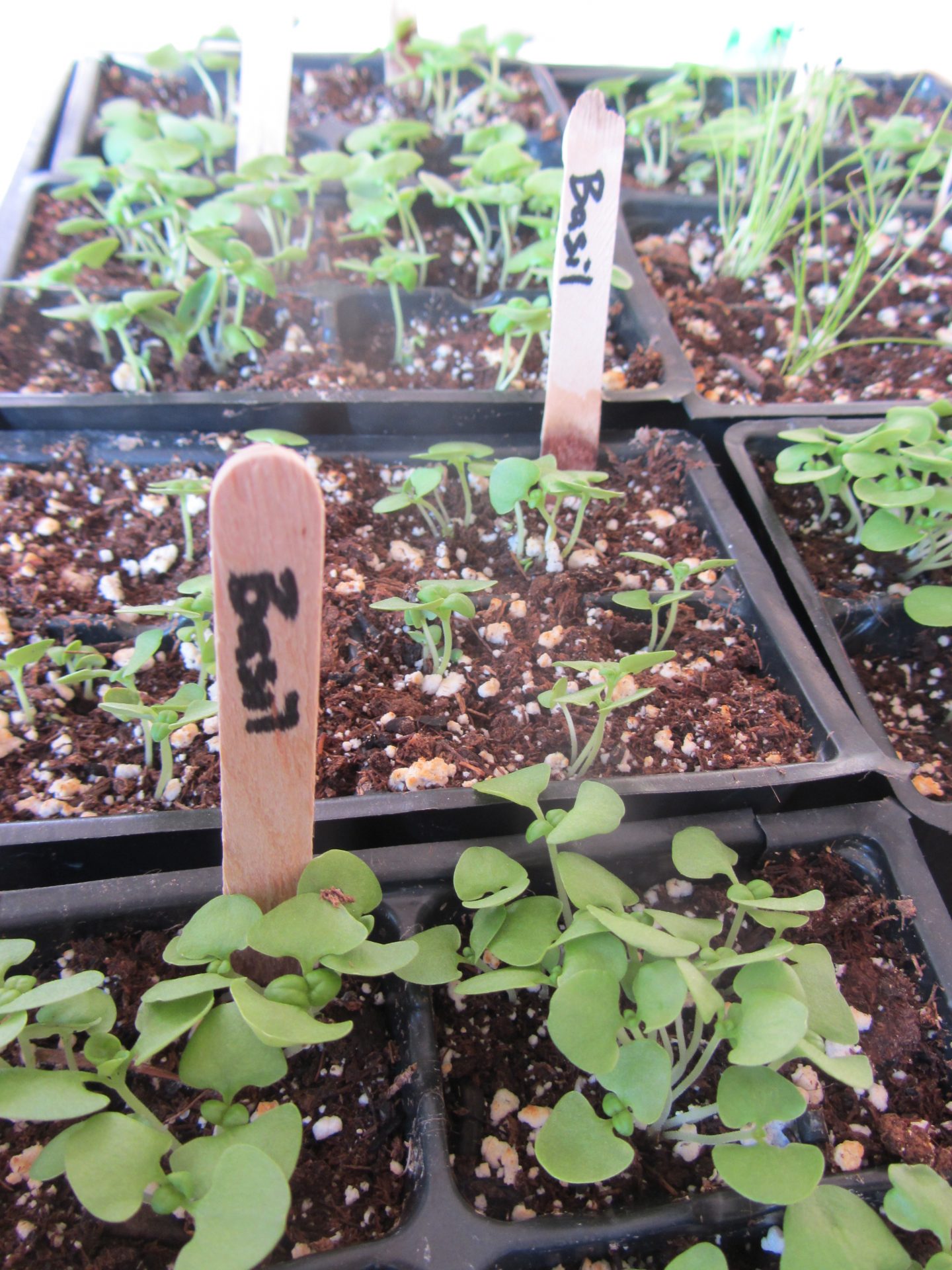 Ready Set Grow And Then Dehydrate Farm To School BC ready-set-grow-and-then-dehydrate-farm-to-school-bc